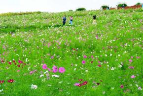 茨城県 国営ひたち海浜公園は 10/14～10/27 ごろコスモスが見ごろ！ センセーションを増やして真っ赤なコキアとの共演も実現