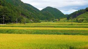 世界農業遺産 島根県 奥出雲の棚田が育む食の旅へ 仁多米 比田米 神楽米 2025新米を 奥出雲 NAORAI で販売 いまこそ木次線に乗って現地で味わうのも◎