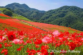 埼玉県 皆野町 東秩父村「天空のポピー」を観に秩父鉄道で行こう☆ 標高600m 秩父高原牧場にまっ赤なポピー1200万本の絶景へ♪ 5/21~6/7 9~17時 開園