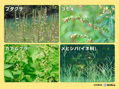 秋の花粉症の代表的な原因となる植物