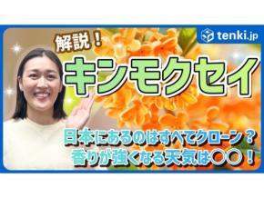 秋の風物詩 金木犀(キンモクセイ)について解説!一層香りを楽しめる天気の条件とは?
