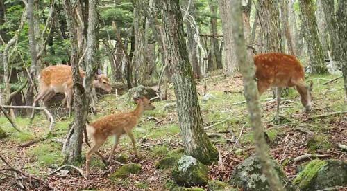 鹿に遭遇