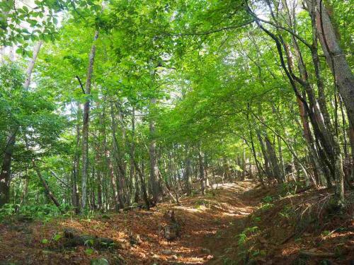 緑まぶしい樹林帯