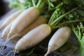 【管理栄養士が解説！】大根はカビが生えても食べられる？カビの種類と見分け方