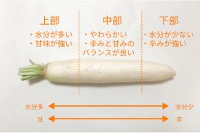 大根は場所によって使い分けるのがポイント!大根の部位別活用術