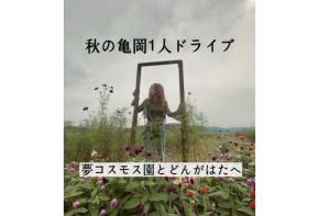 秋の亀岡ひとりドライブ|夢コスモス園とどんがはたキャンプ場へ
