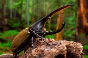 クワガタやオオカブトにも出会える！ 都会にいながら熱帯を旅できる！ 高島平で開催中の昆虫、植物の特別展に行ってみて♡