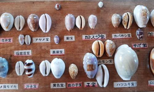 さまざまなタカラガイ