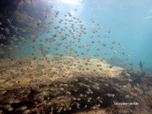 ハタンポ幼魚の群れ