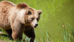 登山やキャンプに持って行きたい!「クマ対策アイテム」を要チェック