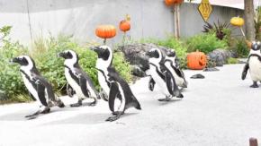 動物たちも秋を感じるの? 食欲の秋、芸術の秋…動物たちにとっての秋を観察してみたい!(from八景島)