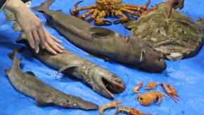 開催はこの寒い時期だけ…とっても希少な深海生物を観て、触って、しかも食べられる…（from横浜八景島）