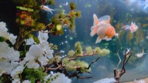 これはキレイすぎて皆大感動！ アクアリウム全体が冬景色の期間限定イルミネーション♡（fromお台場）