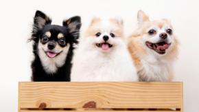 ワンコのしつけ専門店が西浦和に！我が家の愛犬にきちんとお行儀よく、お作法を覚えさせたい♡