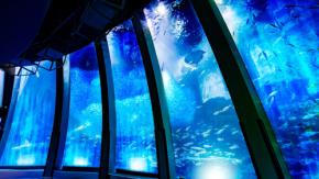 横浜の八景島で、5万尾のイワシが魅せる幻想的な海中ドラマが！ 壮大な大群のパフォーマンスを体感♡