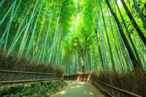 【京都】嵐山半日さんぽモデルコース|竹林・渡月橋・カフェで巡る王道ルート