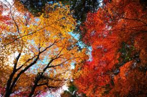 【東海・2026年】紅葉に包まれる絶景神社7選|今年の見頃はいつ?
