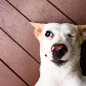 犬は普段、何を考えて暮らしているの?1日を通しての心理を考えてみた