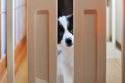 ゲートの内側から覗く子犬