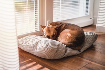 窓際で寝ている犬