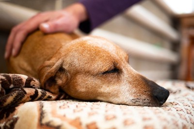 茶の犬を撫でる手