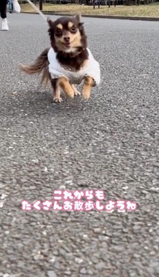 散歩道を駆け回る犬