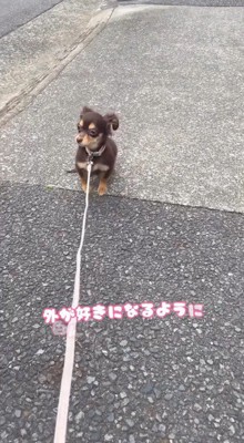 地面に座り込む犬