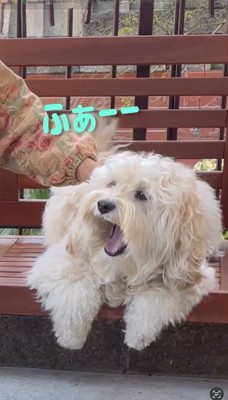 アクビをする白い犬