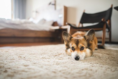 上目遣いで見つめる犬