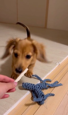 初めてガムを見たホリデーくん6
