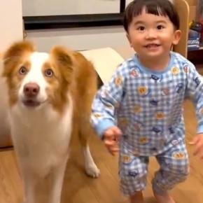 小さな男の子と犬が『芸で対決』をした結果→微笑ましすぎる光景と『まさかの結末』が11万再生「上機嫌なの可愛い」「どっちも上手！」と称賛