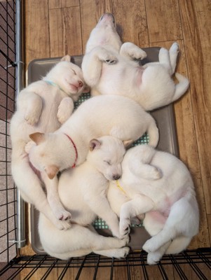 北海道犬