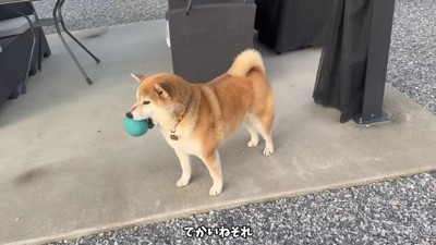 おもちくんは一人遊び