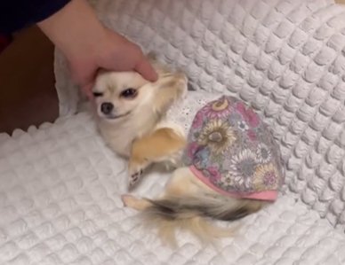 ソファで男性に撫でられるチワワ