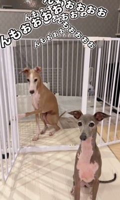 柵に前足で触れる犬
