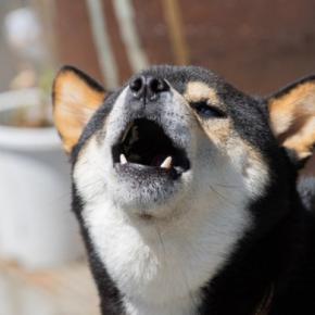 犬が無駄吠えするようになる飼い主の『NG行為』5選　愛犬が吠えるのを助長するダメ習慣とは？