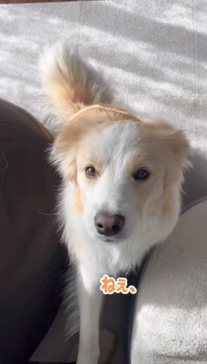 前脚を伸ばすクリーム色の犬