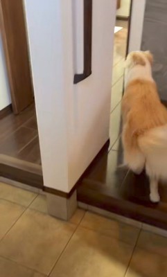 クリーム色の犬の後ろ姿