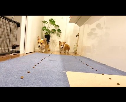 立ち上がる2匹