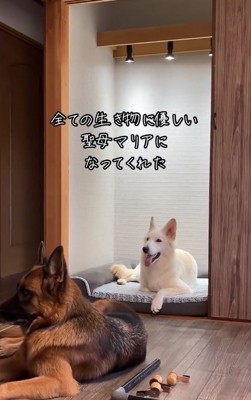 マリアのようなウルちゃん