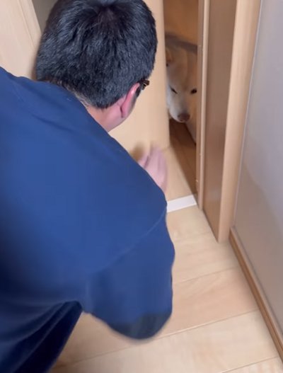 細く開いたドアの隙間から顔をのぞかせる犬