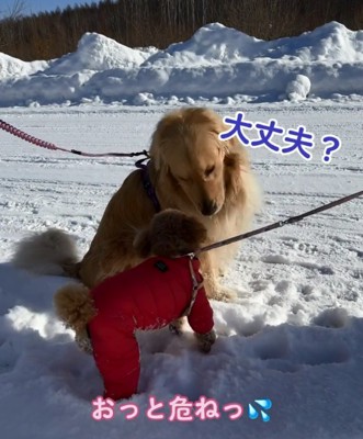 モコちゃんを心配するハチくん