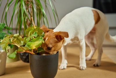 鉢に顔を入れる犬