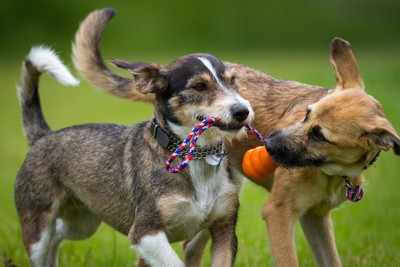 引っ張り合う二匹の犬