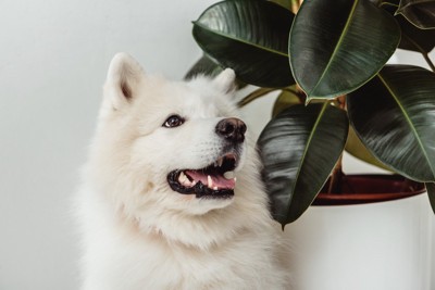植物と白い犬