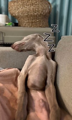 人間っぽい寝方のジョージくん2
