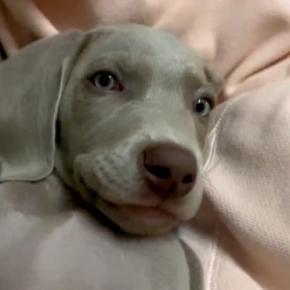 飼い主の隣で寝転がるのが好きな赤ちゃん犬→１年後…大きく成長した『衝撃の現在』が122万再生「もはや宇宙人」「無防備すぎてｗ」と絶賛