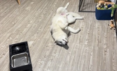 ハスキー