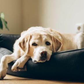 犬の『免疫力が下がる』飼い主のタブー行為4選　危険な生活習慣や意識すべきポイントまで