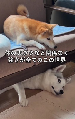 シベリアンハスキーさん！